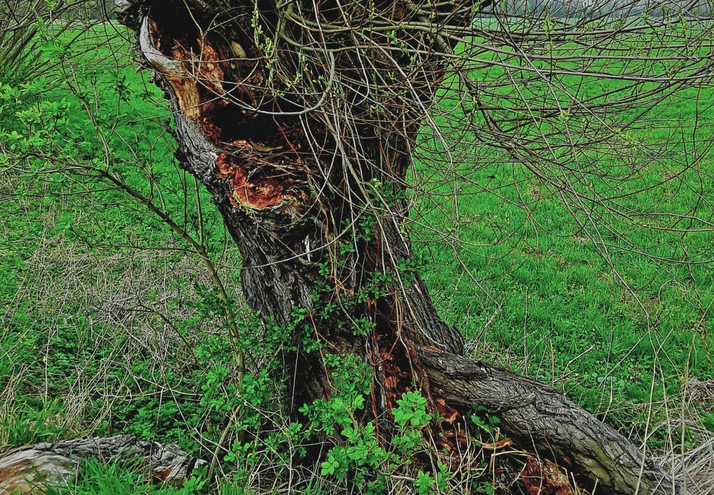 Veselické vrby / Willows in Veselice